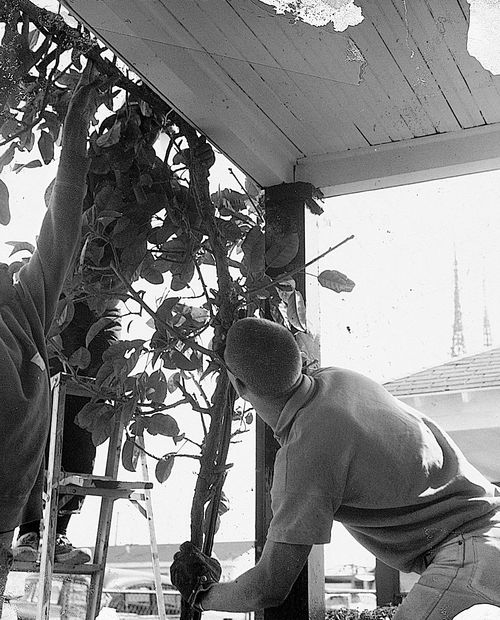 Man planting a tree during "Operation Teacup," an Easter week cleanup organized by the Student Committee for Improvement in Watts.