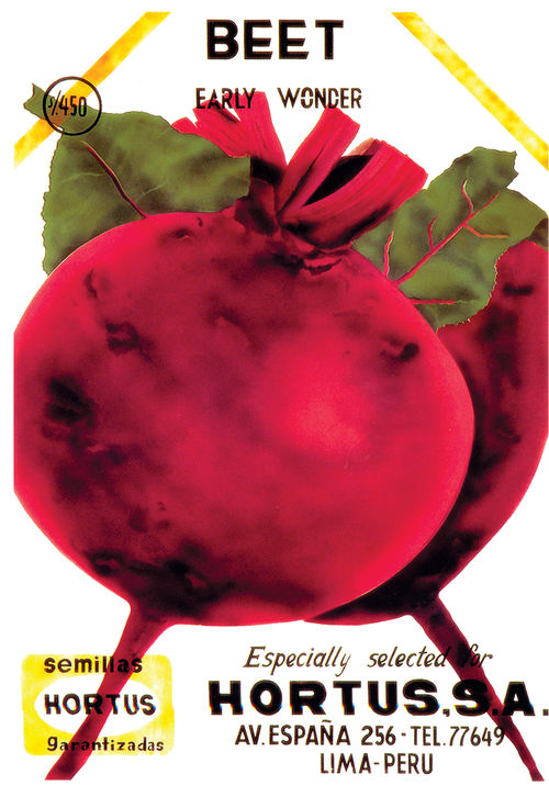 Fig. 3. Cristina Portocarrero, Beet, from the series Seeds Envelopes, 1968