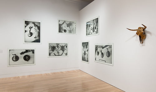 From left to right: Zoe Leonard, "Trophies," 1990, and Sherrie Levine, "Steer Skull, Horned," 2002. Installation view at the Hammer Museum, Los Angeles