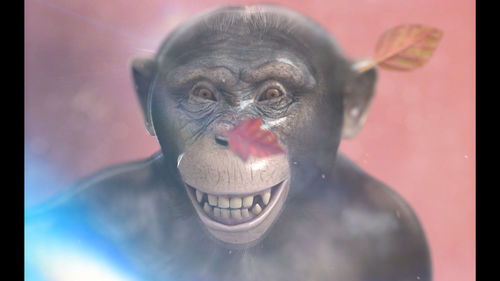 Single-channel 16:10 HD projection with 5.1 surround sound. 8 min. Courtesy of the artist and Cabinet, London.