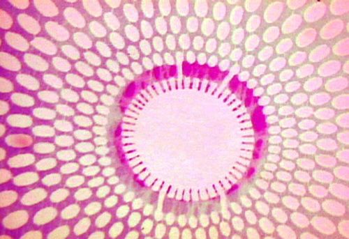 Intermittent Delight