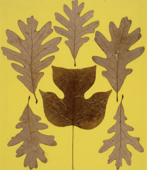 Josef Albers, Leaf Study IX, c. 1940