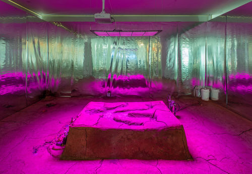 Candice Lin, La Charada China, 2018. Installation view, Made in L.A. 2018, June 3-September 2, 2018, Hammer Museum, Los Angeles. Photo: Brian Forrest.

