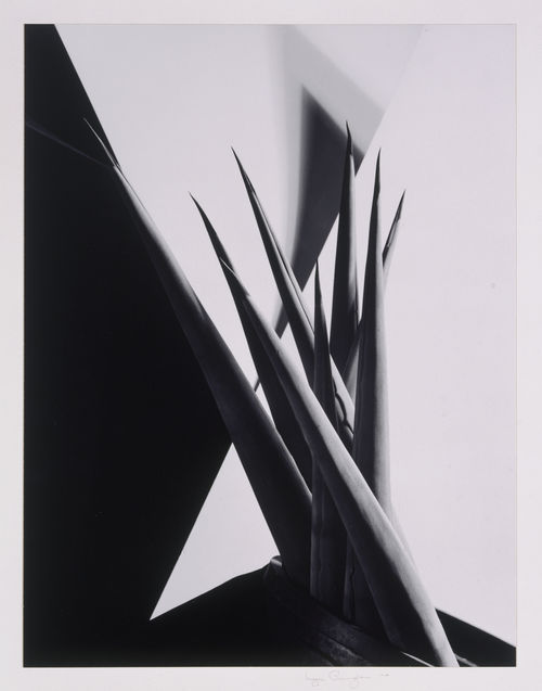 Imogen Cunningham, Agave Design 1, ca. 1920