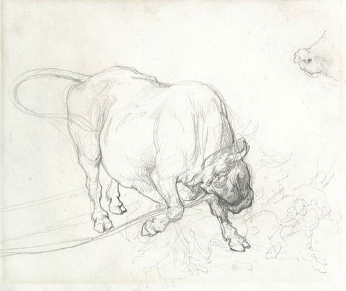 Study of a Bull, ca. 1817