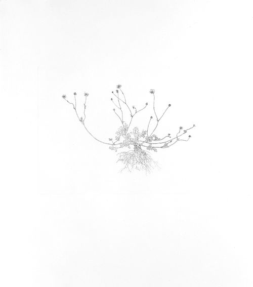 Michael Landy, 'Creeping Buttercup" from the Nourishment series, 2002.