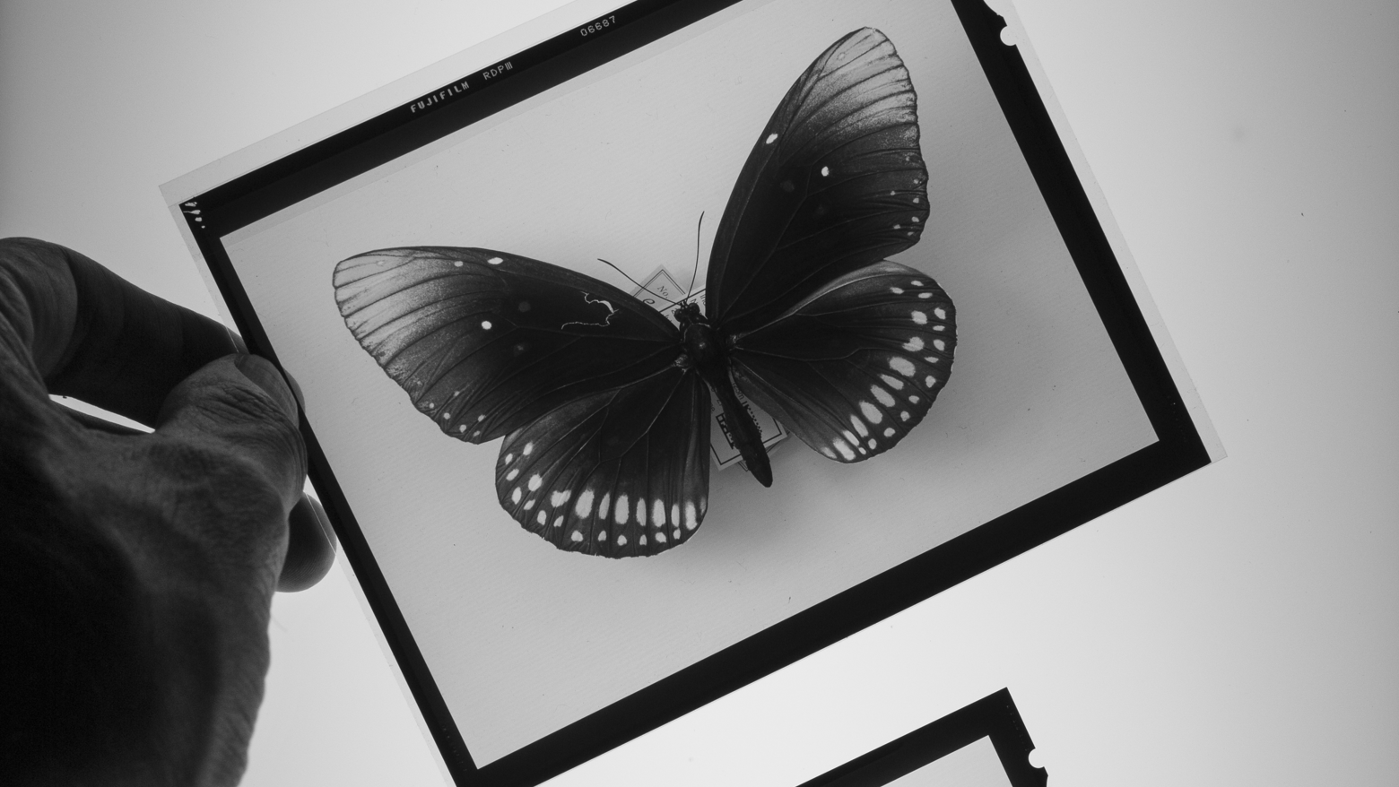 Two black-and-white film stills of butterflies