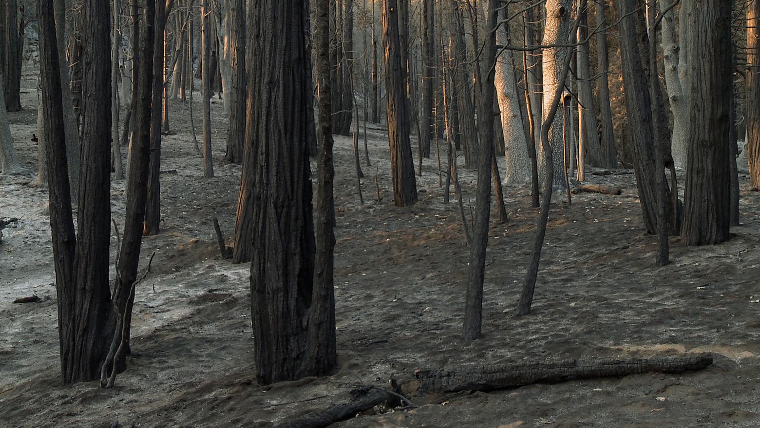James Benning, Still from Found Fragments (scorched earth, Ash 01, RED CLOUD), 2016. Three-channel video installation. Dimensions variable. Color, black and white, 75 min. (loop). Courtesy the artist and neugerriemschneider, Berlin.