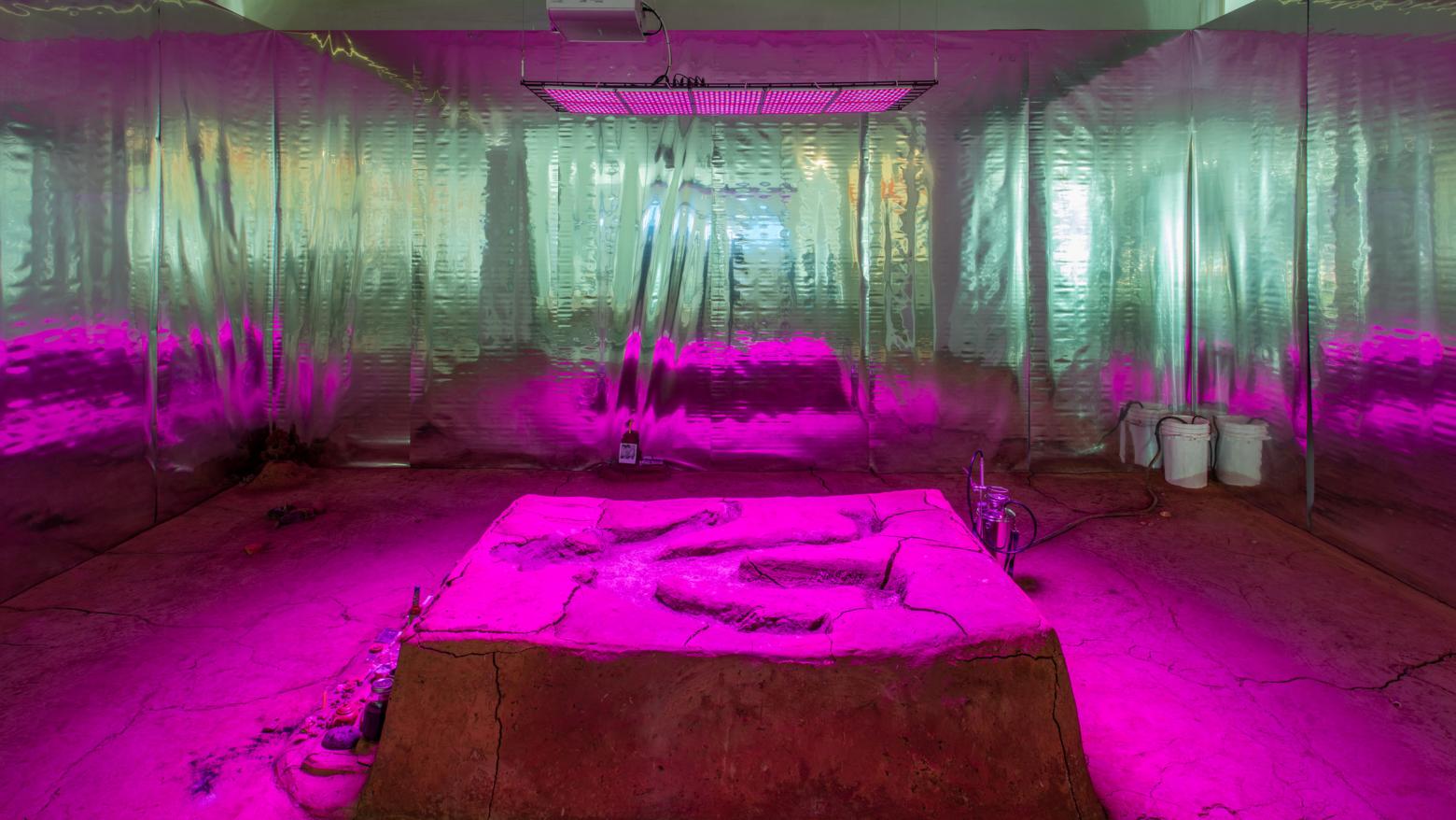 Candice Lin, La Charada China, 2018. Installation view, Made in L.A. 2018, June 3-September 2, 2018, Hammer Museum, Los Angeles. Photo: Brian Forrest.