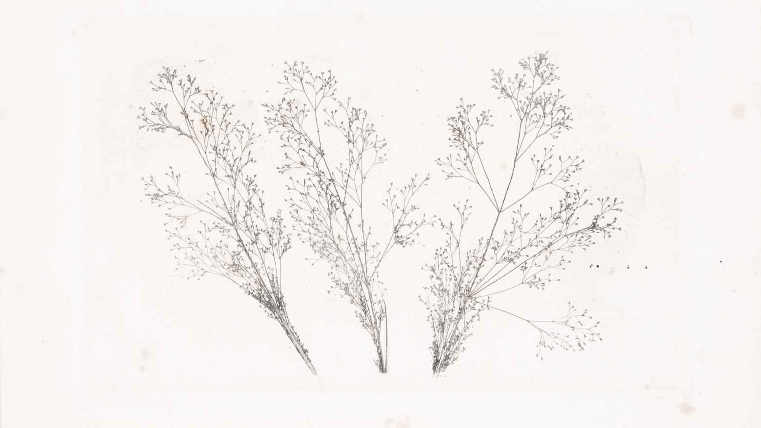 William Henry Fox Talbot
Three Stems of Grasses,
1852–1857