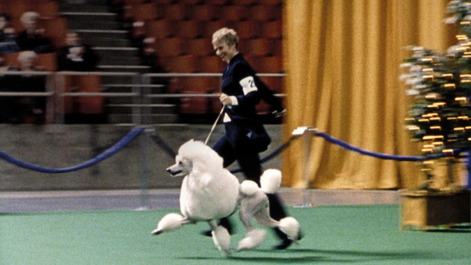 Best in Show