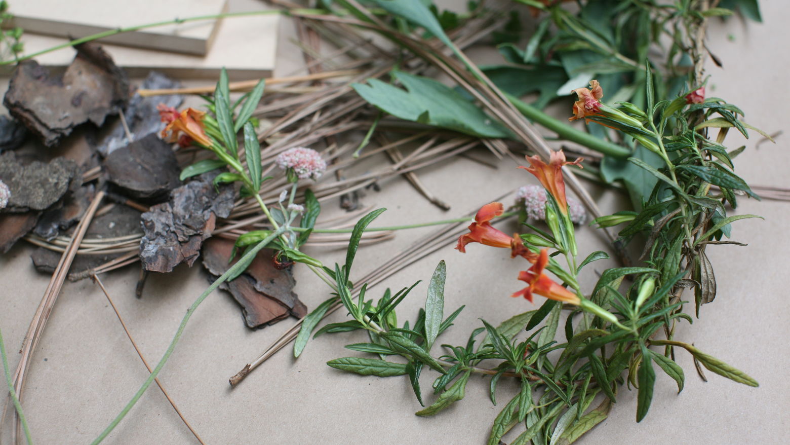 Plant material on a table, from a previous workshop at the Hammer.