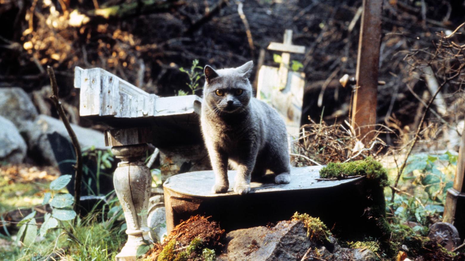 Still from "Pet Sematary" (1989) Dir. Mary Lambert