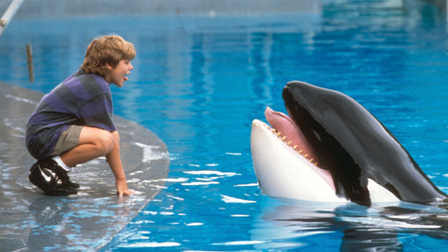 A boy squats and sticks out his tongue next to a pool of water where a killer whale lifts its head up, with mouth open and tongue sticking out.