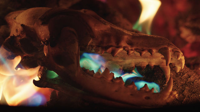 A side view of an animal's skull among colorful flames