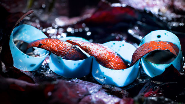 Four blue rings with a fleshy strip connecting them