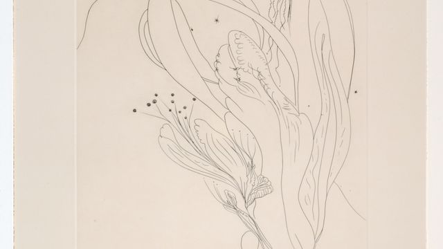 Line drawing of flowers