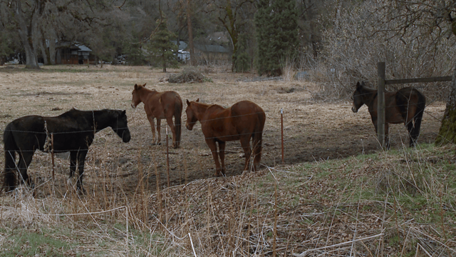 Horses among hay.