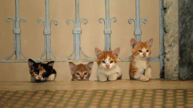 Cats under a blue fence. 