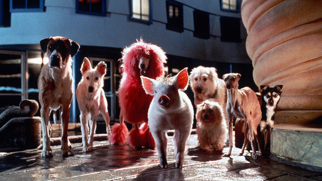 Babe the pig, with a group of dogs standing behind him