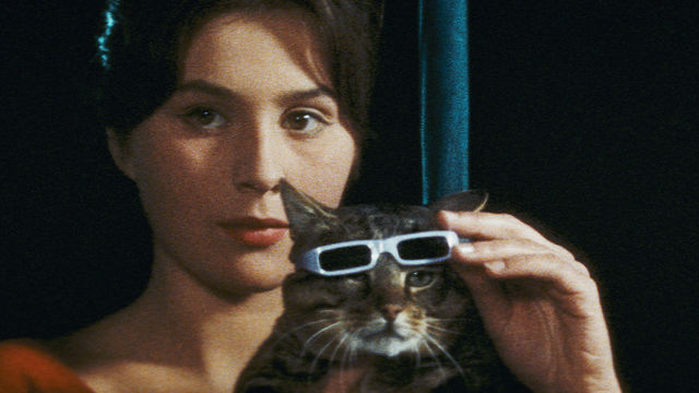 A woman stands behind a cat who is wearing sunglasses