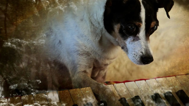 A small dog with its paw on a keyboard