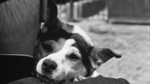 A dog looking over its owner's shoulder