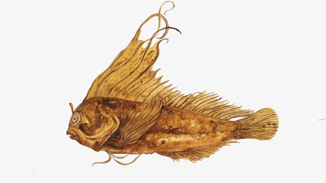 Painting of a yellow-orange fish