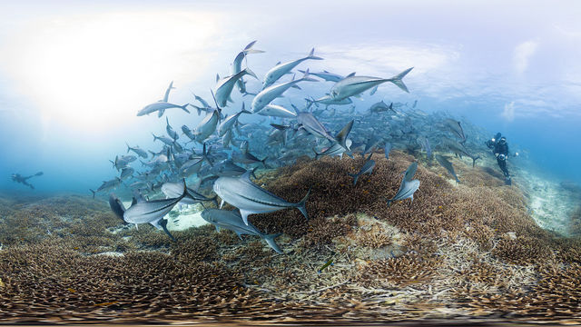 Two divers photograph a school of fish with large underwater cameras