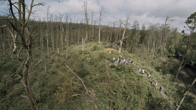 Still from Acid Forest