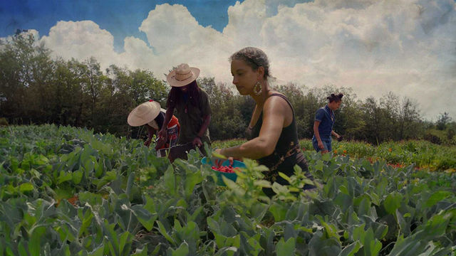 Black farmers working in a field