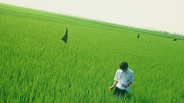 A Japanese teenager stands in a field of tall grass