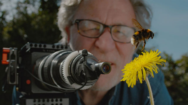 Martin Dohrn filming a bumblebee hovering over a dandelion