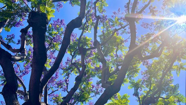 Photo of the branches of a jacaranda tree