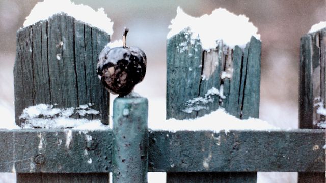 Close up image of a fence