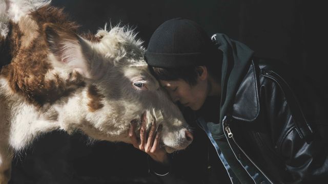 A man stands forehead to forehead with a cow