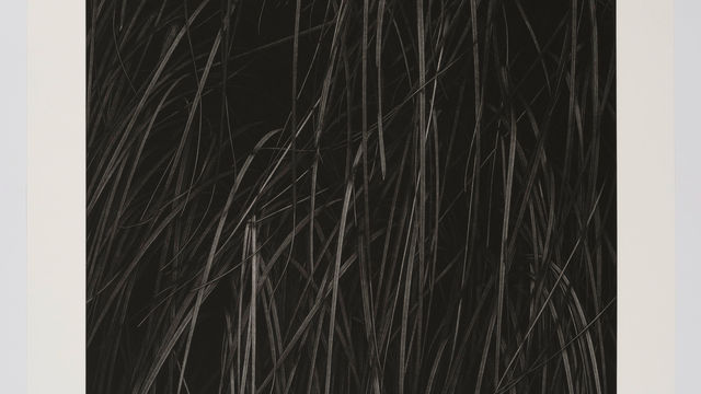 Black and white messotint showing towering blades of pampas grass emerge from darkness.