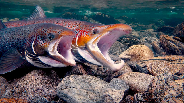 Two red salmon swim over a rocky sea bed, their mouths open