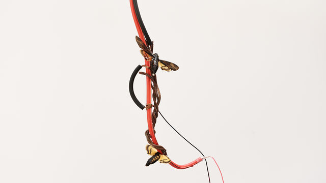 Close up image of a knot of cables, with two large moths attached to it