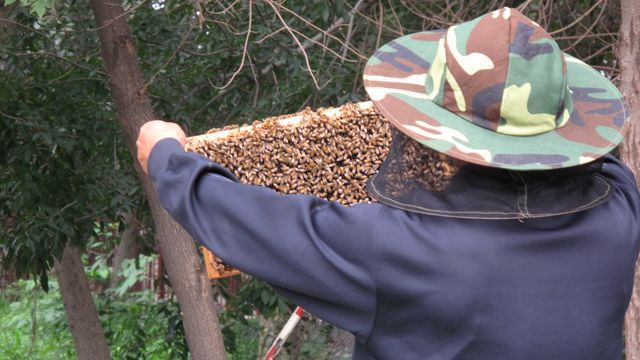 beekeeper