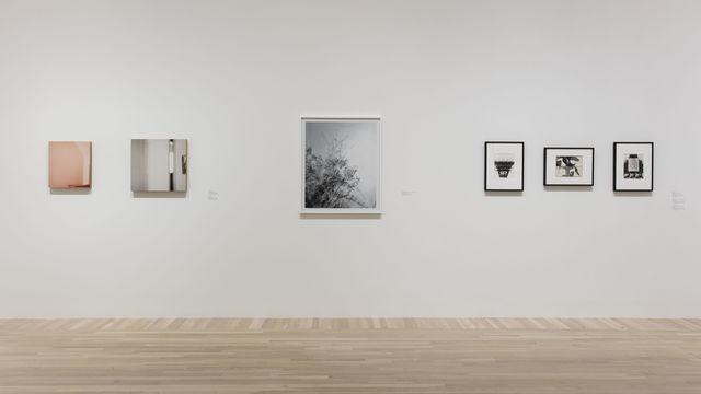 Still Life with Fish: Photography from the Collection, installation view, Hammer Museum, Los Angeles, February 13-May 15, 2016. Photo: Brian Forrest.