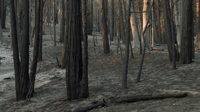 James Benning, Still from Found Fragments (scorched earth, Ash 01, RED CLOUD), 2016. Three-channel video installation. Dimensions variable. Color, black and white, 75 min. (loop). Courtesy the artist and neugerriemschneider, Berlin.