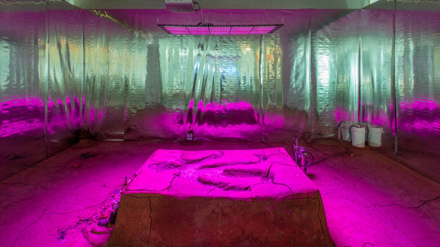 Candice Lin, La Charada China, 2018. Installation view, Made in L.A. 2018, June 3-September 2, 2018, Hammer Museum, Los Angeles. Photo: Brian Forrest.