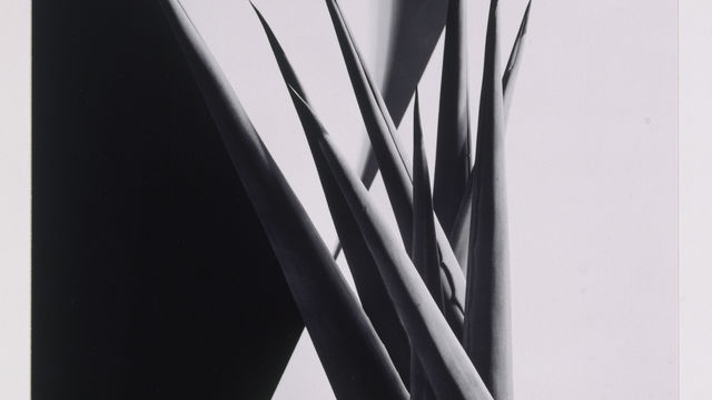 Imogen Cunningham, Agave Design 1, ca. 1920