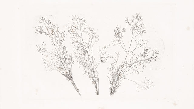 William Henry Fox Talbot
Three Stems of Grasses,
1852–1857