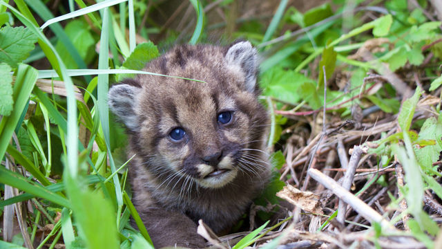 In late February 2017, NPS researchers marked a four-week-old mountain lion kitten. The mother is P-23. Credit: National Park Service