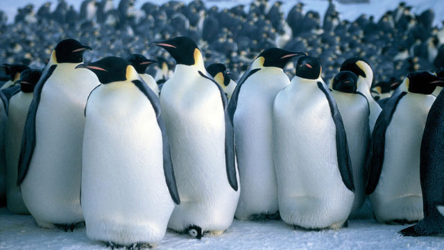 Still from "March of the Penguins" (2005) Dir. Luc Jacquet