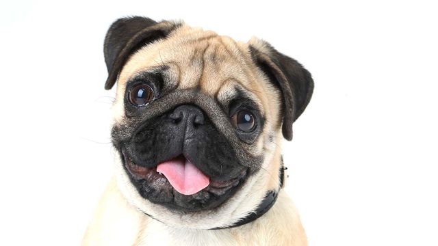 Pug