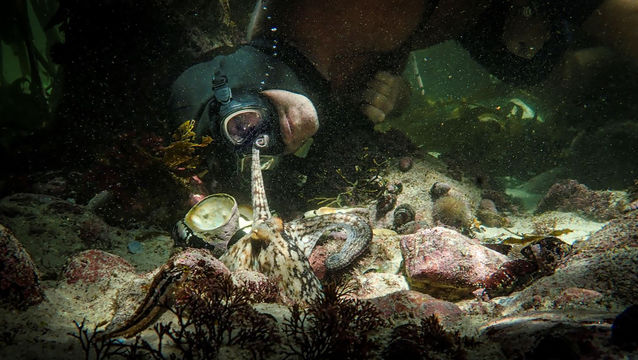 An octopus reaches a tentacle to a diver's mask