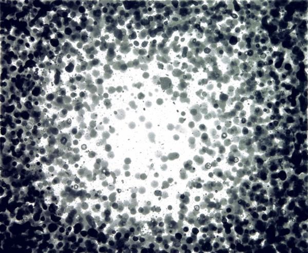 An image of black dots on a white field